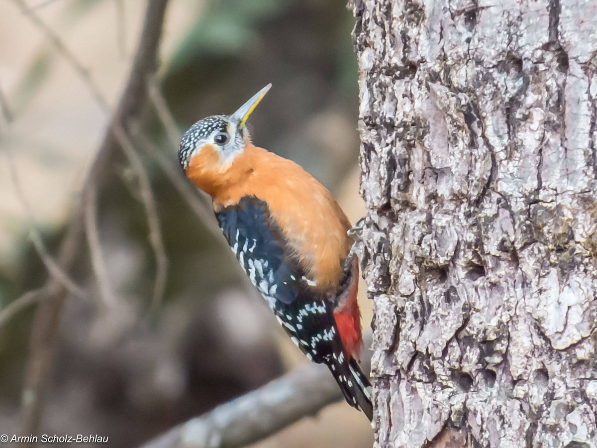 Rufous-bellied Woodpecker - ML204666611