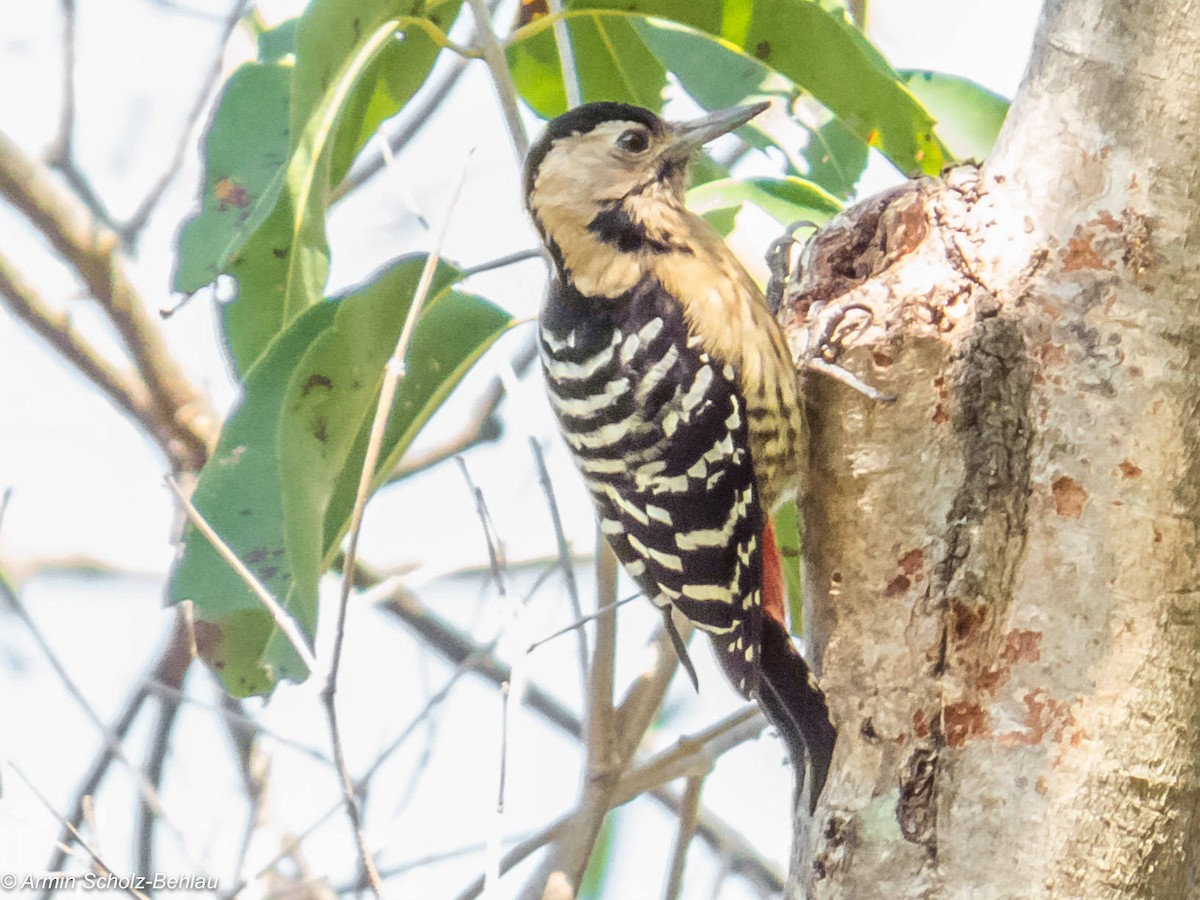 Fulvous-breasted Woodpecker - ML204666891