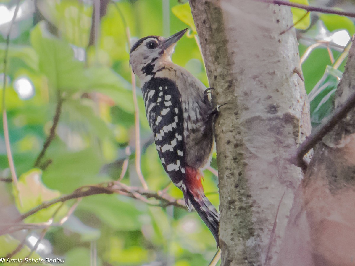 Fulvous-breasted Woodpecker - ML204666901