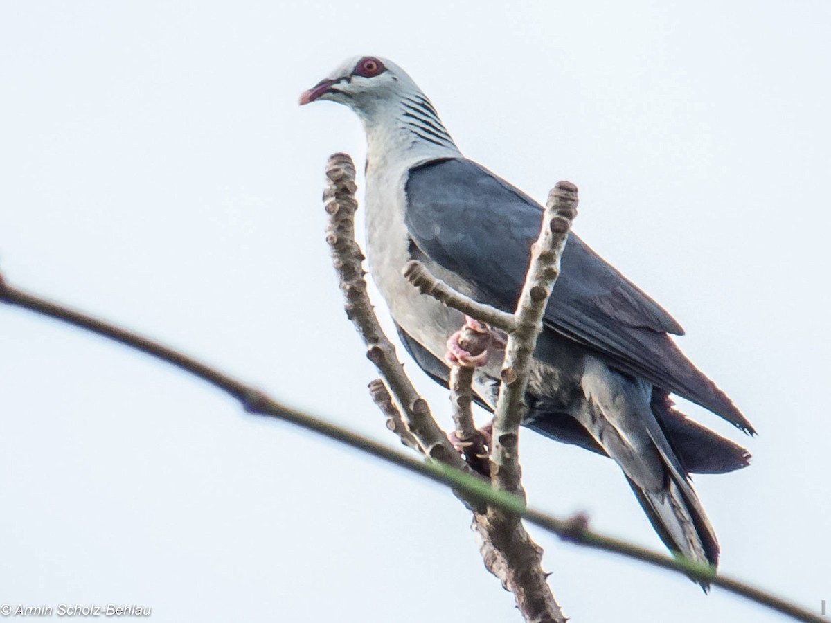 Andaman Wood-Pigeon - ML204667011
