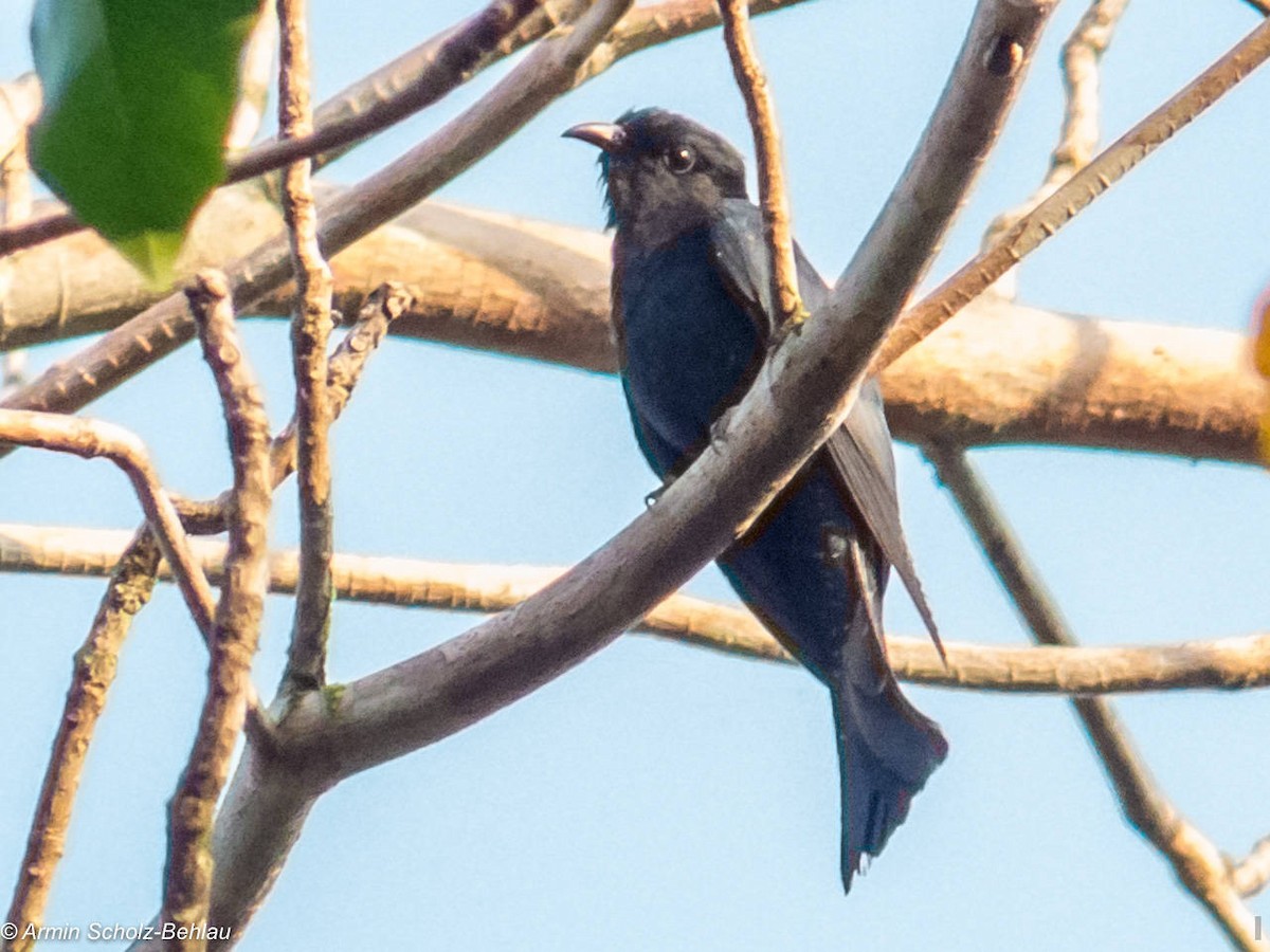 Square-tailed Drongo-Cuckoo - Armin Scholz-Behlau