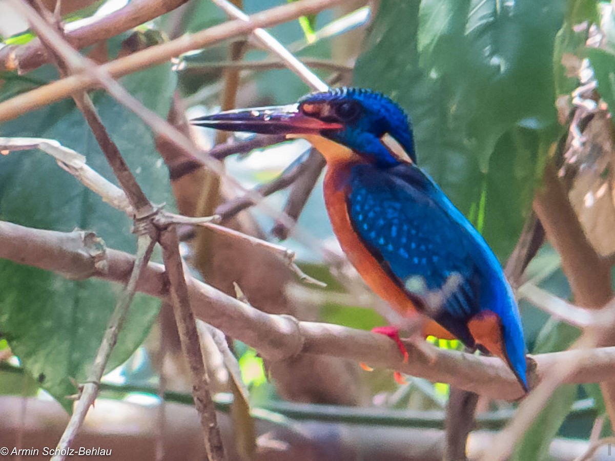 Blue-eared Kingfisher - ML204667091