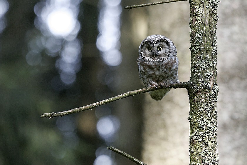 Boreal Owl (Tengmalm's) - Hupperetz Jean
