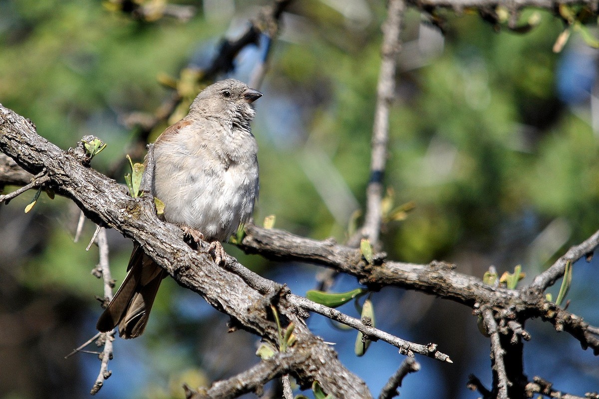 Southern Gray-headed Sparrow - Robert Erasmus