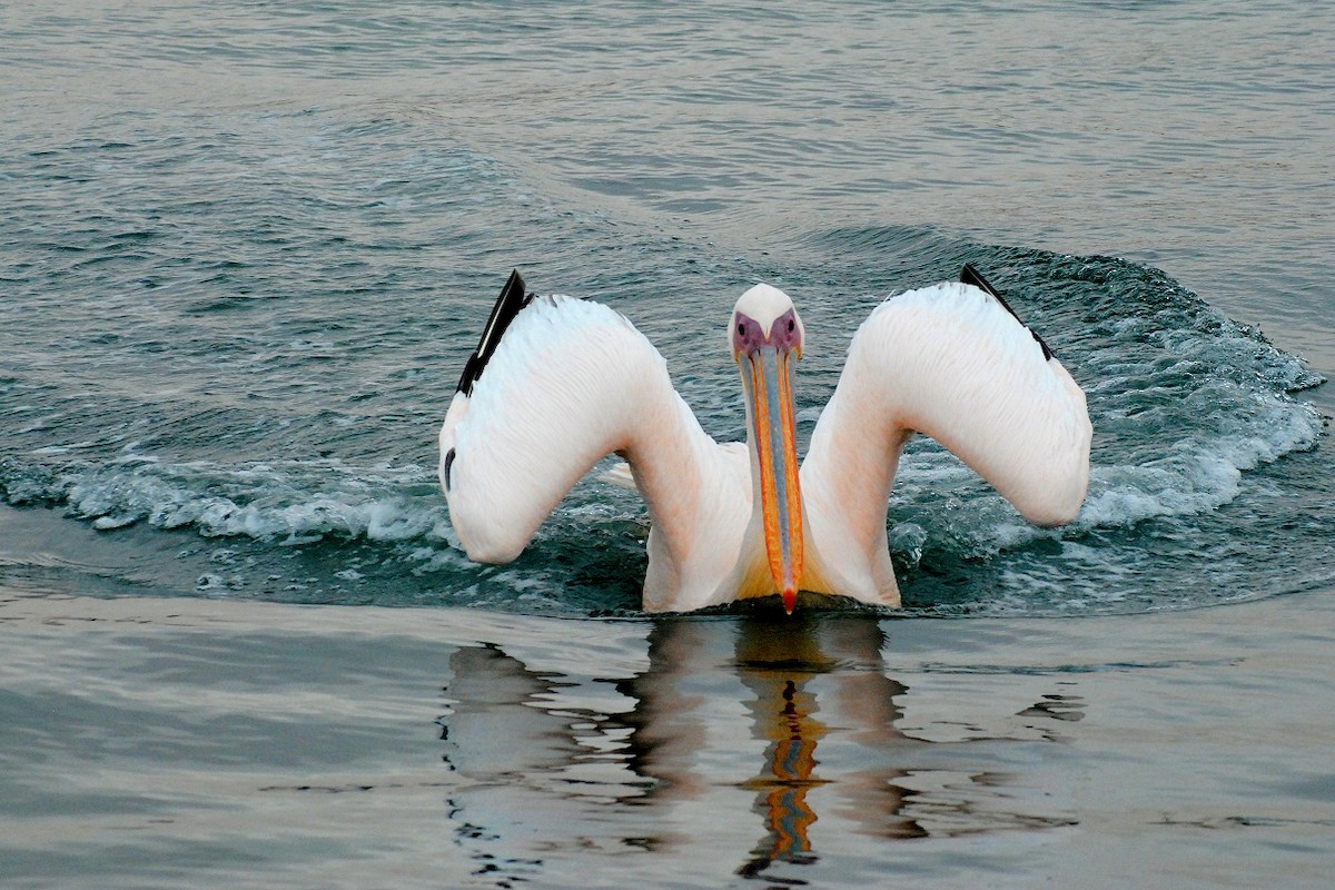 Great White Pelican - Robert Erasmus