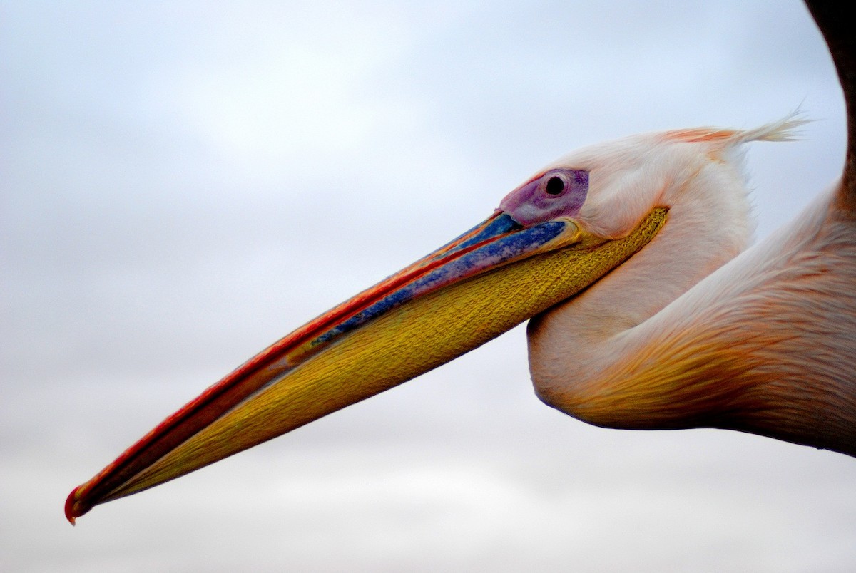 Great White Pelican - Robert Erasmus