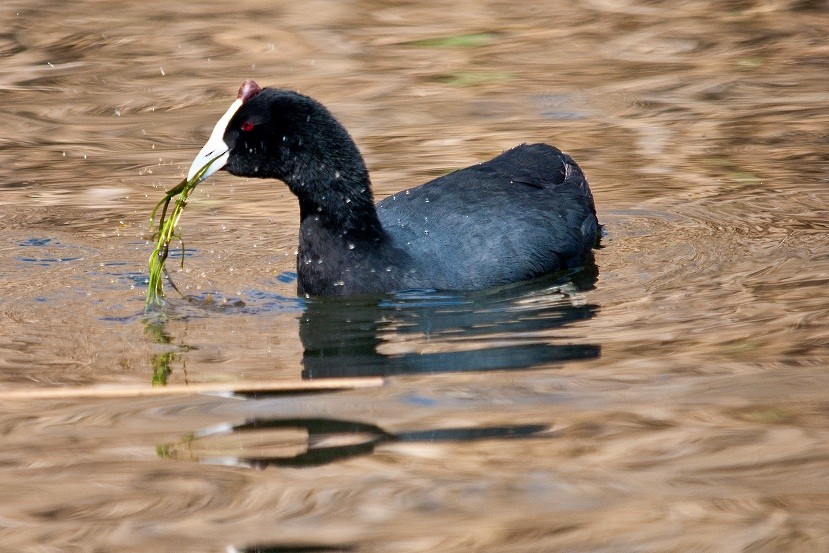 Red-knobbed Coot - ML204667451