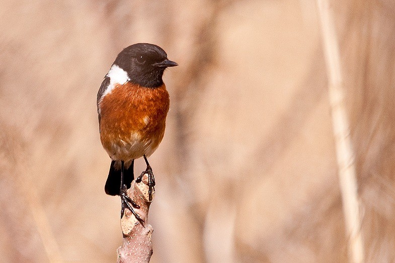African Stonechat (African) - ML204667541