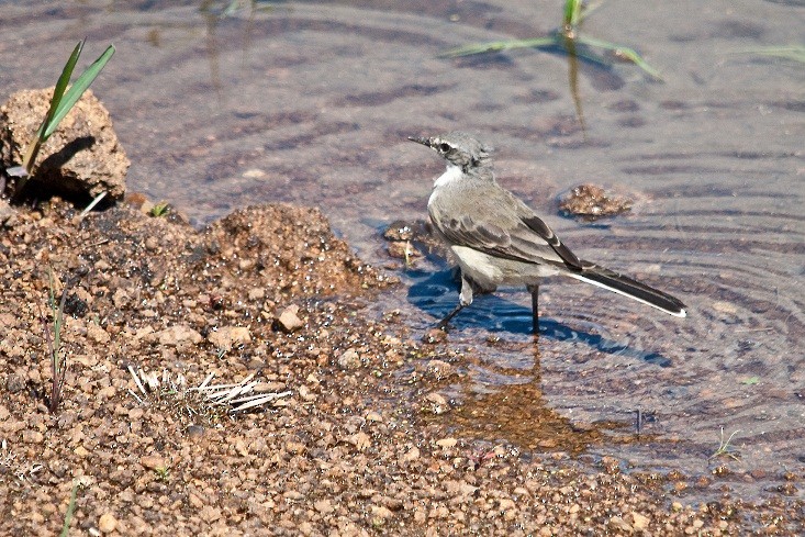 Cape Wagtail - ML204667711