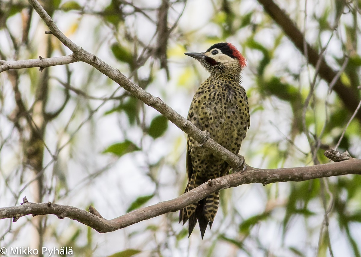 Green-barred Woodpecker (Green-barred) - ML204667901