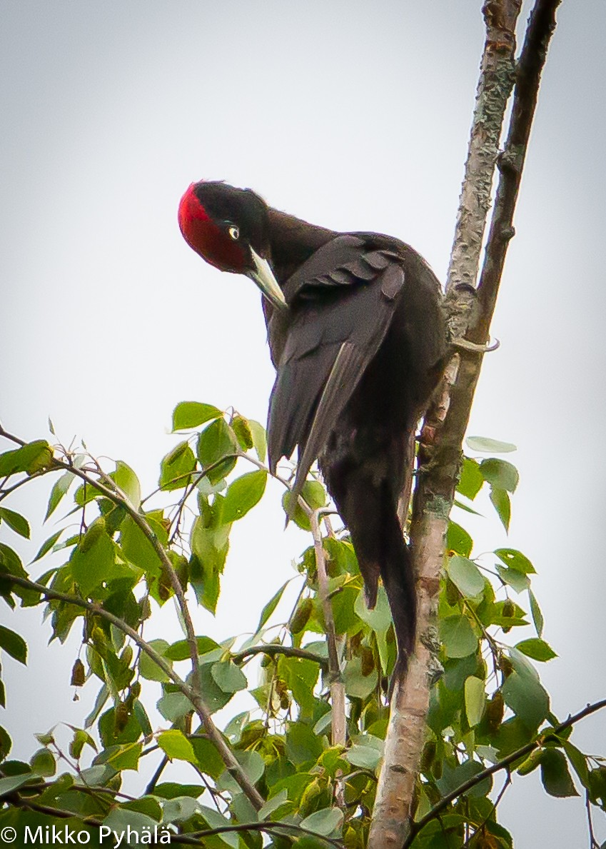 Black Woodpecker - ML204668111