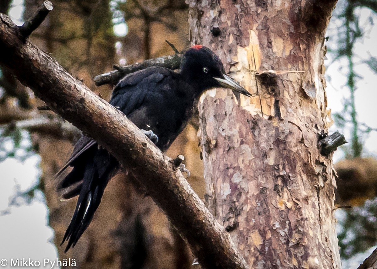 Black Woodpecker - Mikko Pyhälä