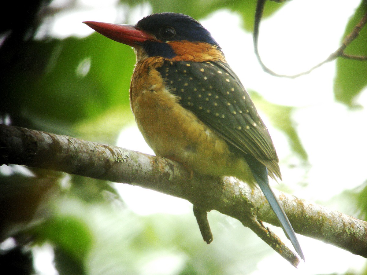 Blue-capped Kingfisher - ML204668221