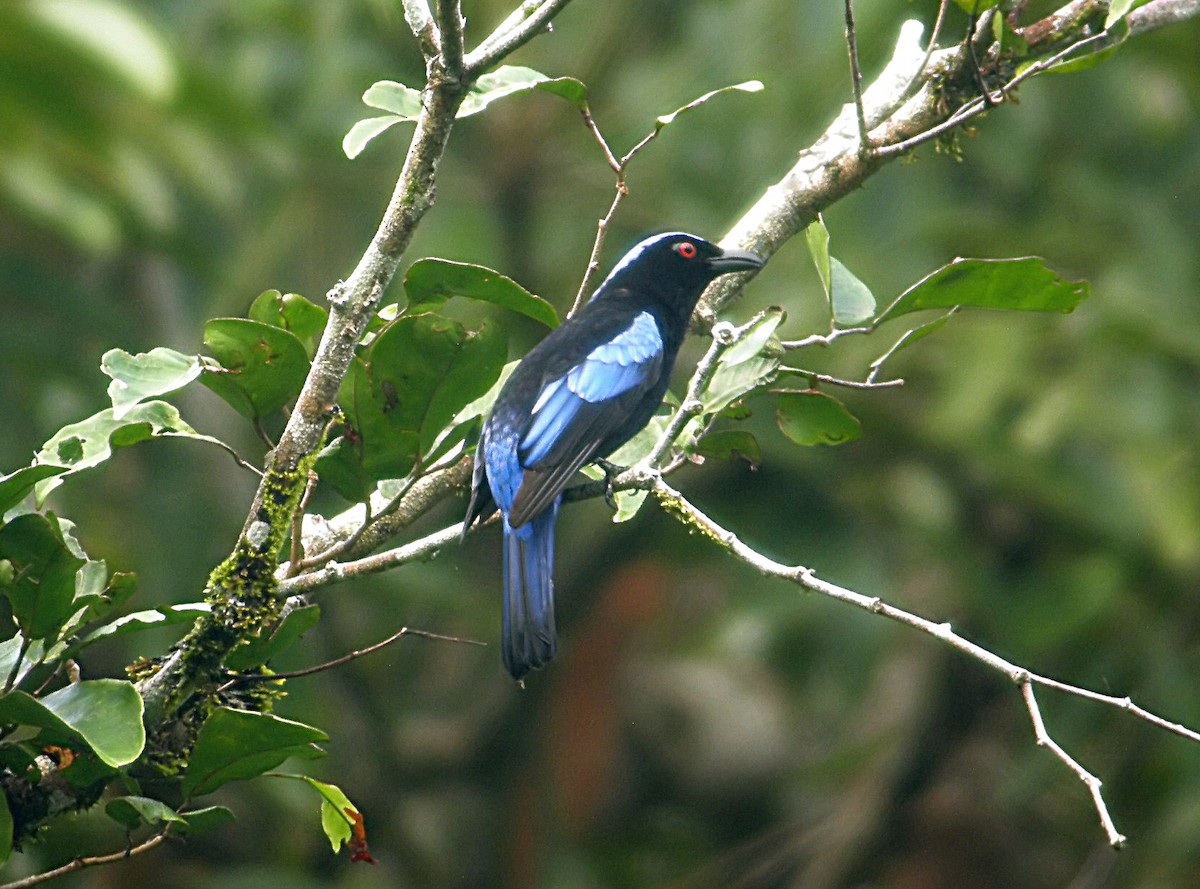 Philippine Fairy-bluebird - Steve Young