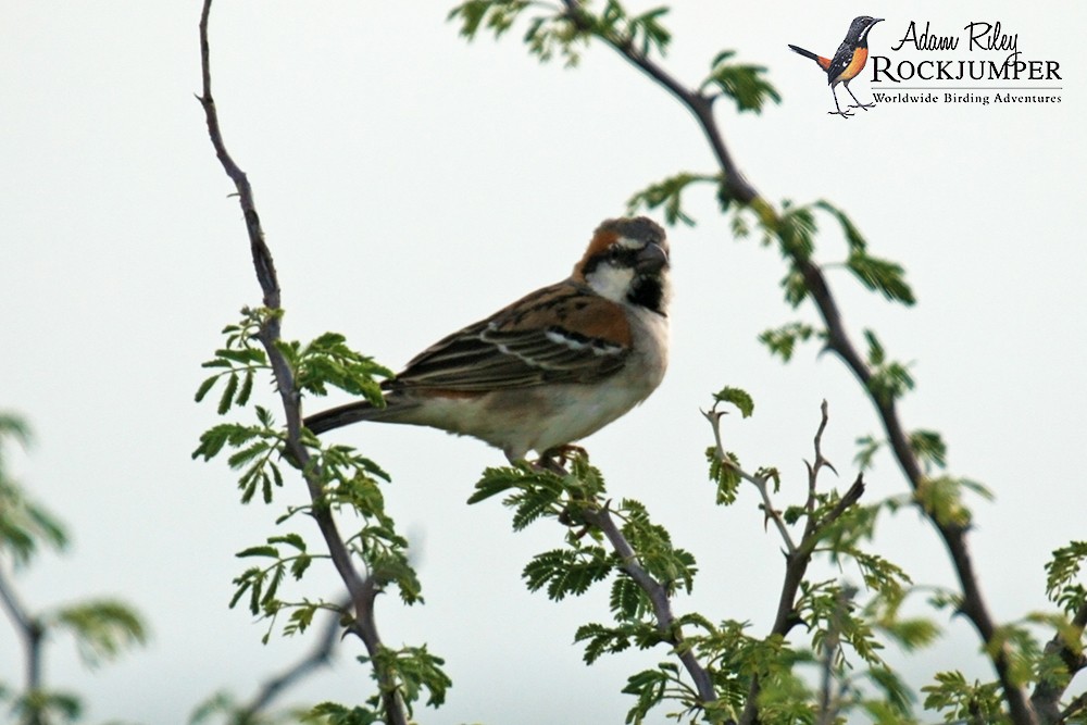 Shelley's Rufous Sparrow - ML204668281