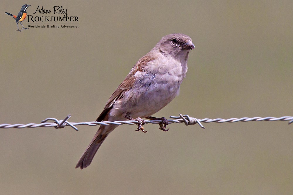 Southern Gray-headed Sparrow - ML204668291