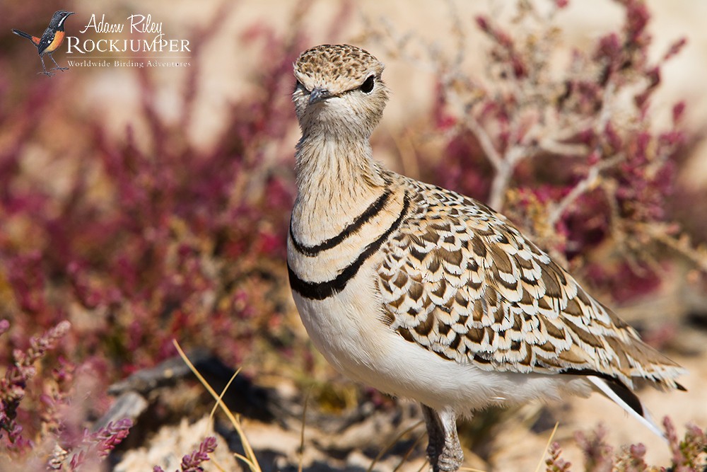 Double-banded Courser - ML204668331