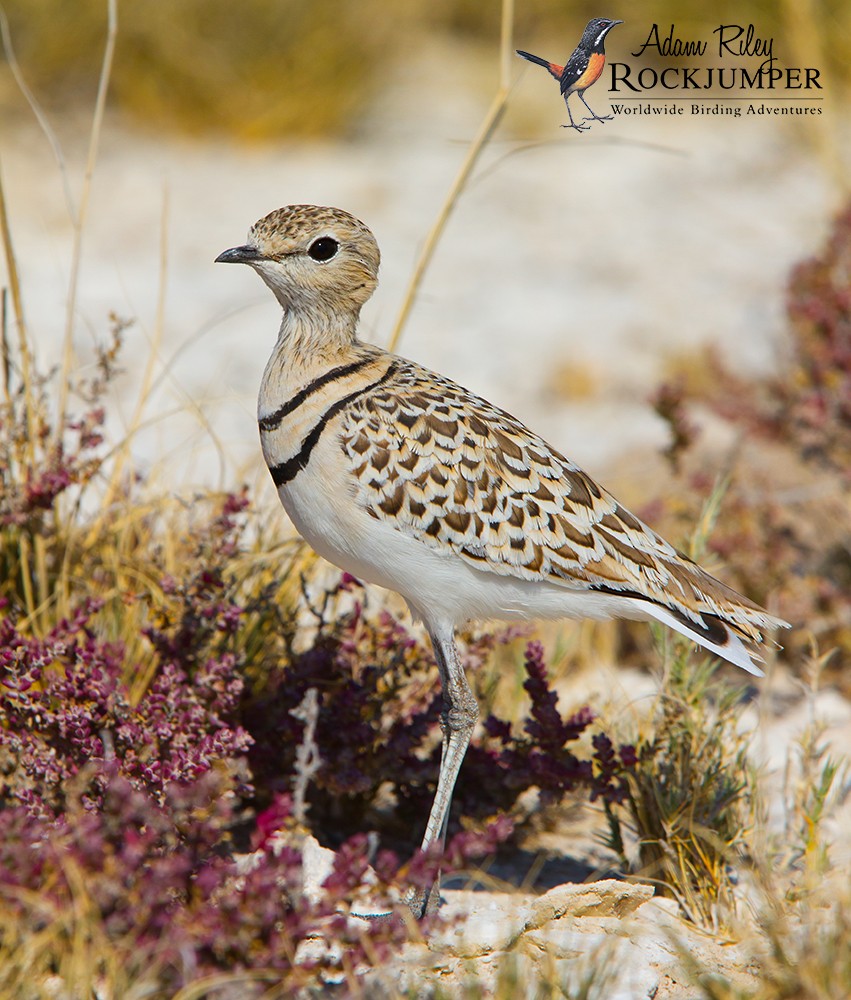 Double-banded Courser - ML204668351