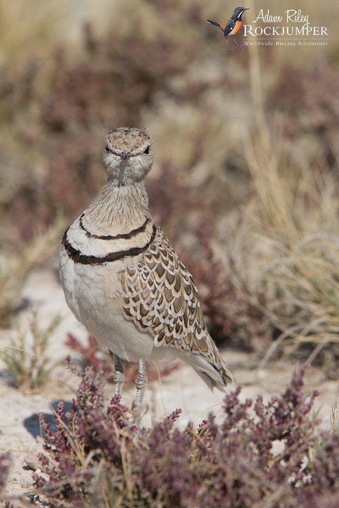 Double-banded Courser - Adam Riley