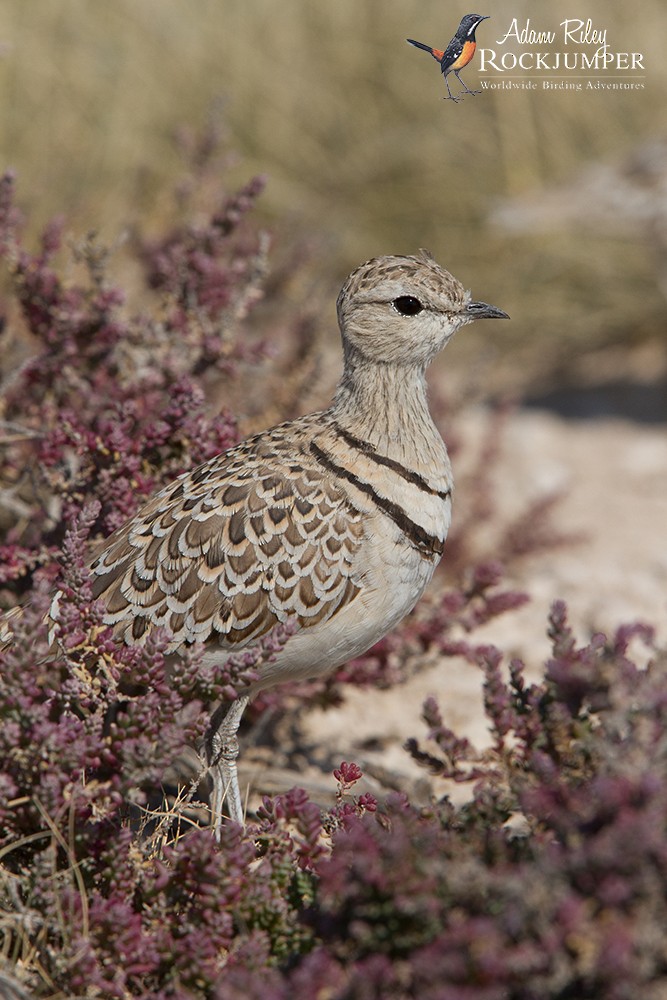 Double-banded Courser - Adam Riley