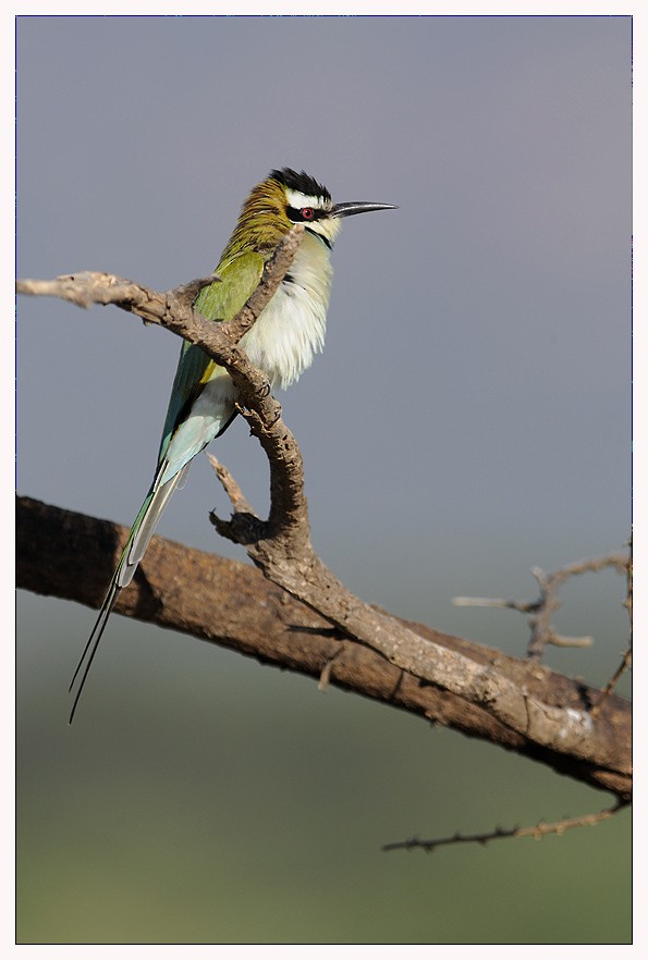 White-throated Bee-eater - ML204668791