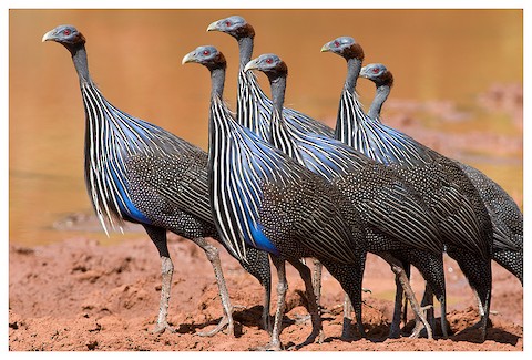 Vulturine Guineafowl - Acryllium vulturinum - Media Search - Macaulay  Library and eBird