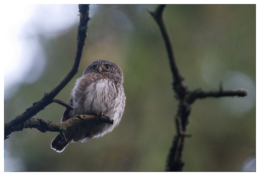 Eurasian Pygmy-Owl - Hupperetz Jean