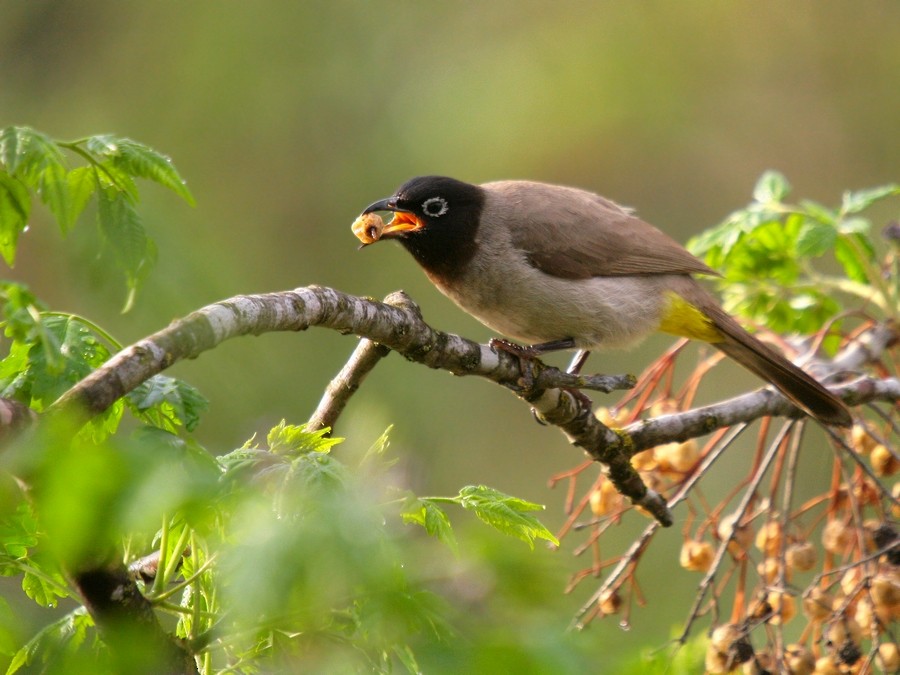 White-spectacled Bulbul - Rob Belterman