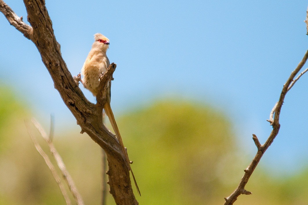 Red-faced Mousebird - Robert Erasmus