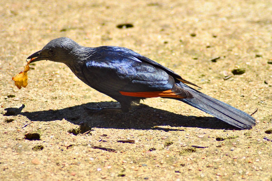 Red-winged Starling - ML204669541
