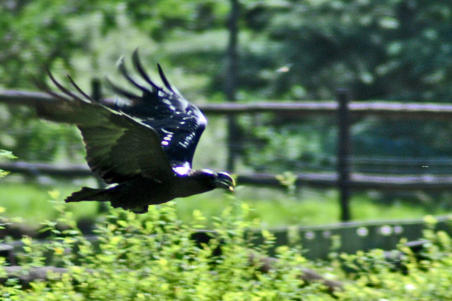 White-necked Raven - Robert Erasmus