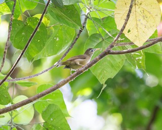 Sanford's White-eye - Woodfordia lacertosa - Birds of the World