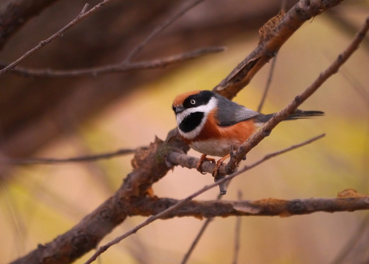 Black-throated Tit (Black-throated) - Steve Young