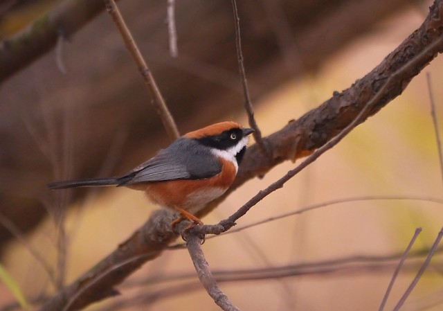 Red Headed or Black Throated Tit (Aegithalos iredalei)