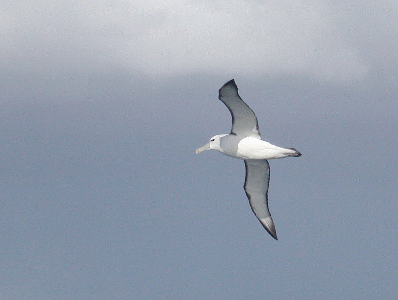 White-capped Albatross (cauta) - Steve Young