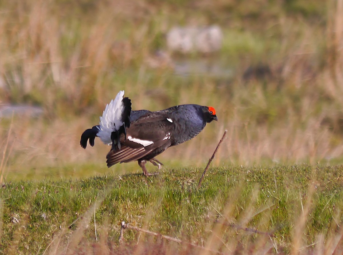 Black Grouse - Steve Young