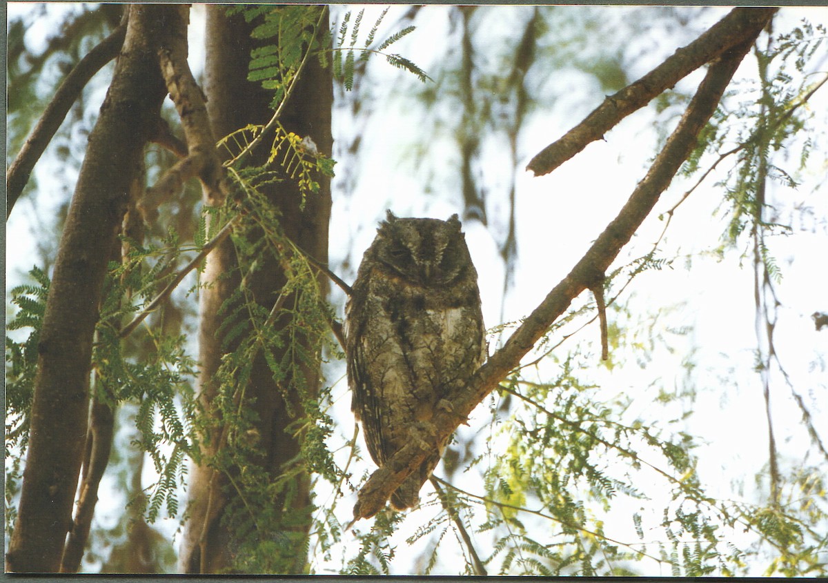 African Scops-Owl (African) - ML204670181