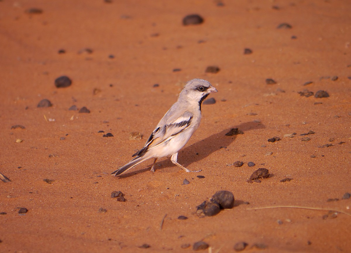 Desert Sparrow - ML204670211