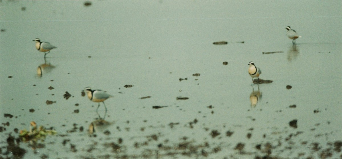 Egyptian Plover - Steve Young