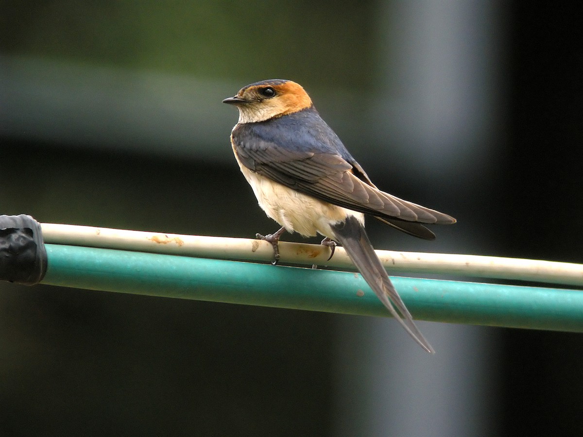 Red-rumped Swallow (Red-rumped) - Steve Young