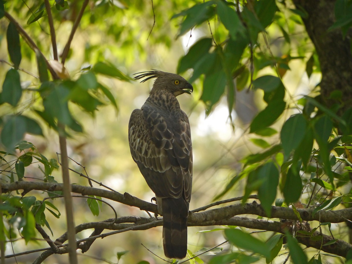 Changeable Hawk-Eagle (Crested) - ML204670291