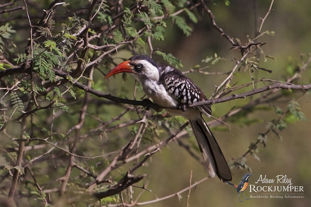 Tanzanian Red-billed Hornbill - ML204670671