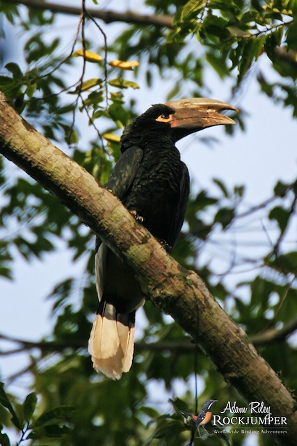 Photos - White-thighed Hornbill - Bycanistes albotibialis - Birds of ...