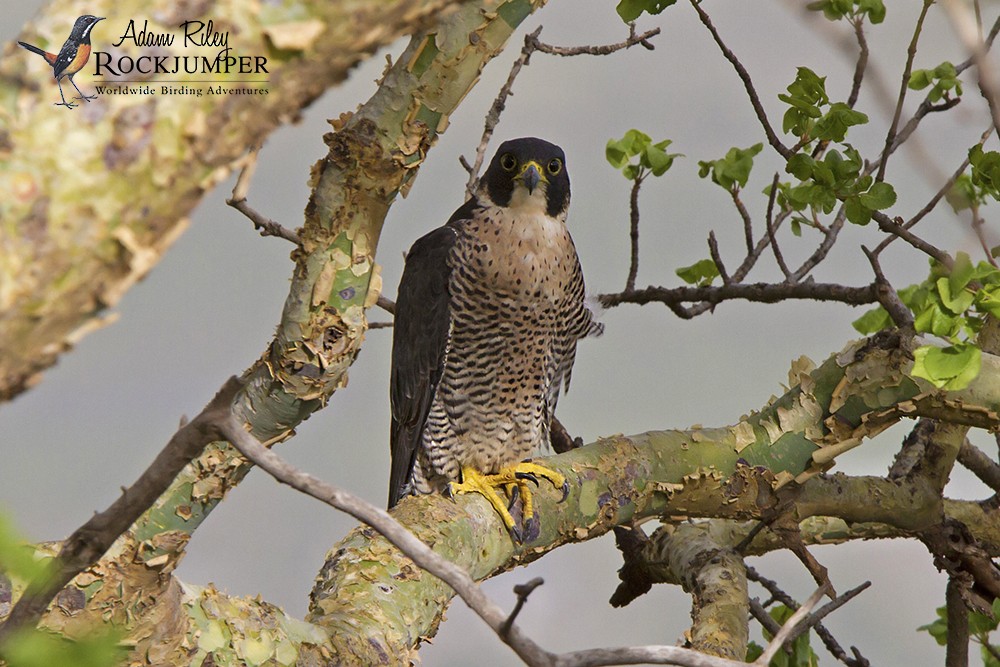 Peregrine Falcon (African) - Adam Riley
