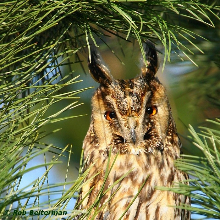 Long-eared Owl - Rob Belterman