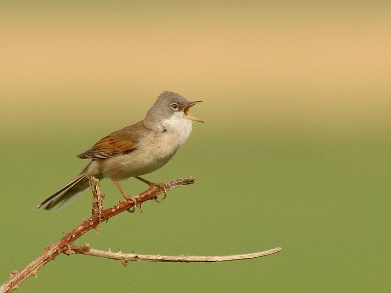 Greater Whitethroat - Rob Belterman