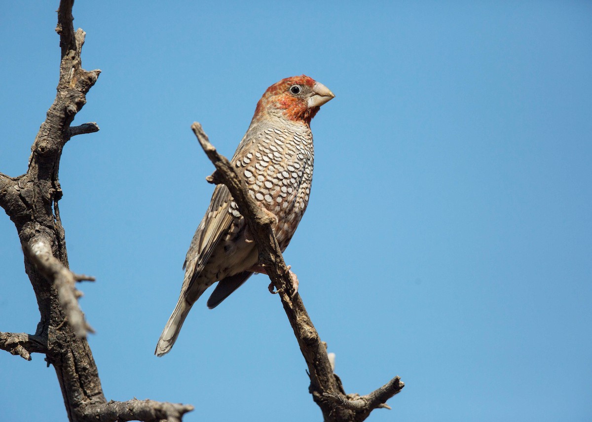 Red-headed Finch - ML204671661