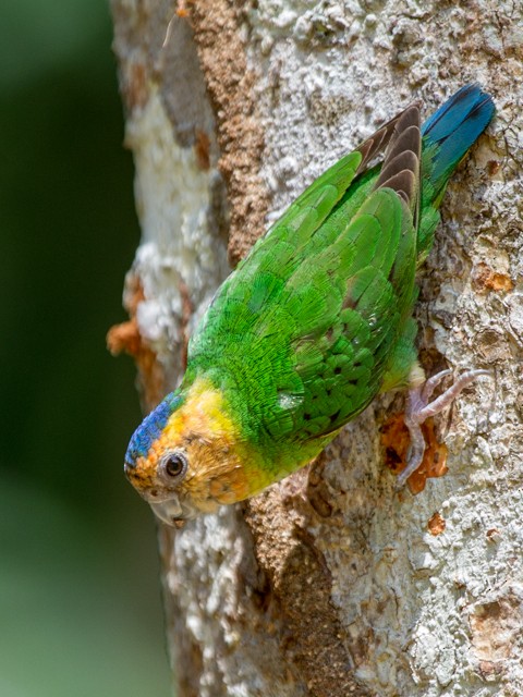 Buff-faced Pygmy-Parrot - Michael Galtry