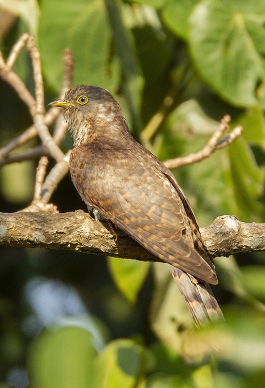 Common Cuckoo - Solomon Sampath Kumar