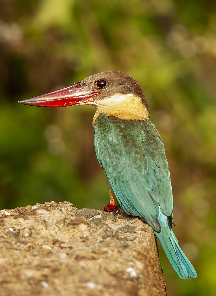 Stork-billed Kingfisher - Solomon Sampath Kumar